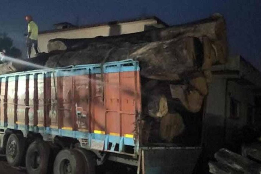 कोरबा-में-206-साल-के-पेड़ों-की-लकड़ी-बरामद,-आरोपी-गिरफ्तार,-आरा-मिल-सील